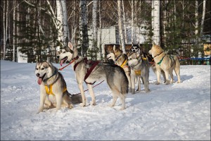 А.Хаснулин3