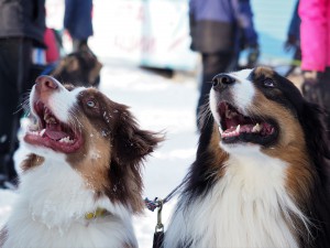 Павел Агапов